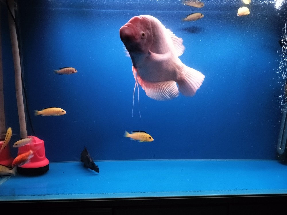 干凈的魚缸感覺就是好 干凈的魚缸感覺就是好 龍魚論壇 第1張