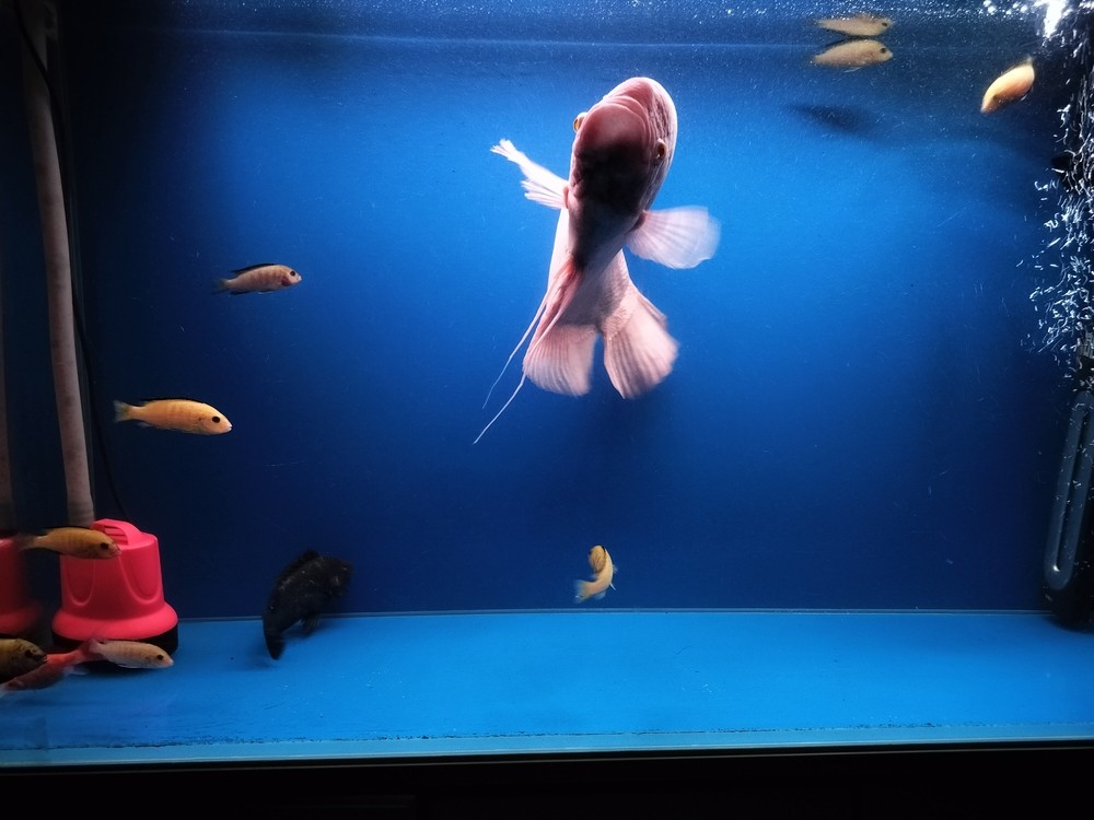 干凈的魚缸感覺就是好 干凈的魚缸感覺就是好 龍魚論壇 第2張