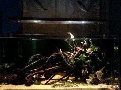 魚缸造景圖片大全風(fēng)格