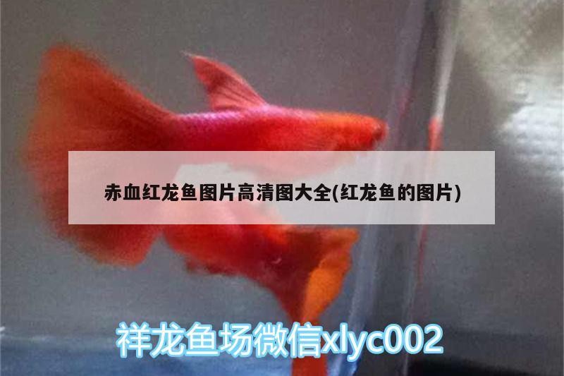 岳陽樓區青青水族館