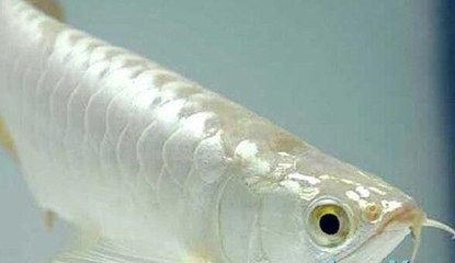 龍魚喂養(yǎng)顆粒飼料怎么喂的好些：喂養(yǎng)龍魚顆粒飼料時(shí)，有一些技巧可以幫助你更好地喂養(yǎng)你的龍魚