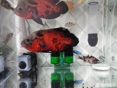 小魚缸中飼養地圖魚飼養地圖魚需要注意的養護方法：在小魚缸中飼養地圖魚的飼養地圖魚需要注意的養護方法