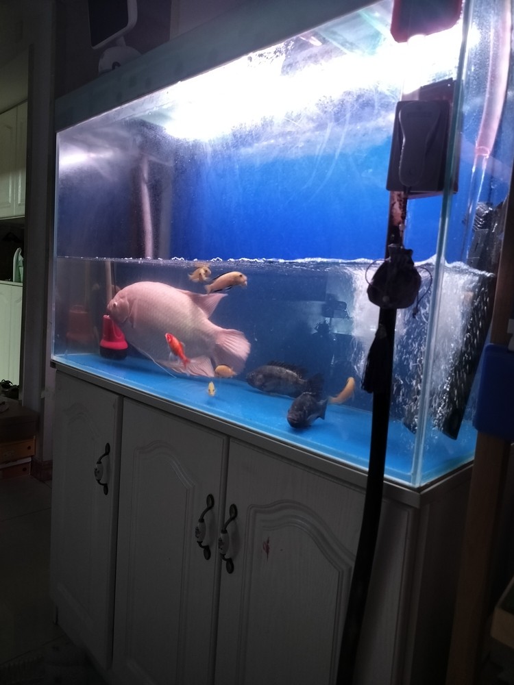 魚缸換水