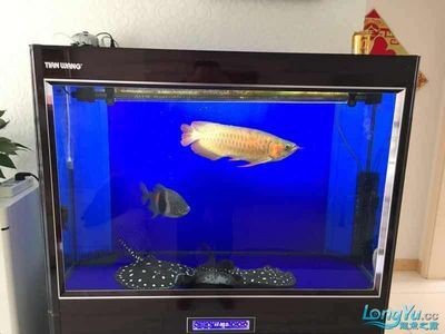 龍魚批發市場價格：關于龍魚批發市場價格趨勢的分析