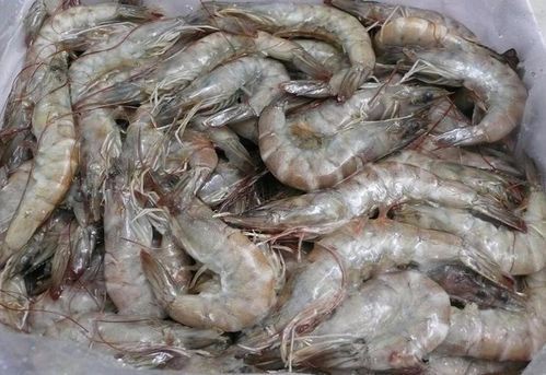 張哥水產(chǎn)小店的高傭金如何影響性價(jià)比？ 張哥水產(chǎn)小店的高傭金如何影響性價(jià)比？ 龍魚百科 第7張