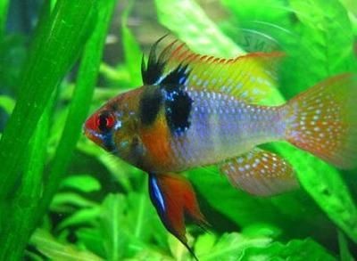 魚缸布置對鳳凰魚影響：魚缸布置對鳳凰魚健康和生活習性有著重要的影響
