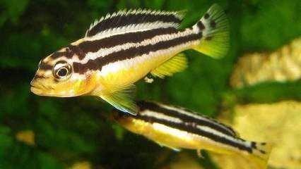魚缸布置對鳳凰魚影響：魚缸布置對鳳凰魚健康和生活習性有著重要的影響