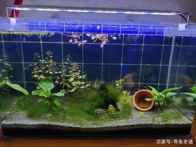 魚缸布置對鳳凰魚影響：魚缸布置對鳳凰魚健康和生活習性有著重要的影響