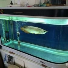 龍魚創缸是何原因：龍魚創缸是何原因導致龍魚創缸的原因龍魚創缸是何原因