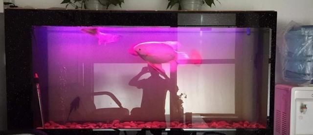 魚缸VC一般幾小時失效：新魚入缸應激反應處理，觀賞魚腐爛性疾病預防，魚缸維生素c使用注意事項 魚缸VC一般幾小時失效：新魚入缸應激反應處理，觀賞魚腐爛性疾病預防，魚缸維生素c使用注意事項 魚缸百科 第2張