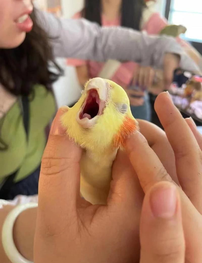 大嘴鸚鵡是什么品種 大嘴鸚鵡是什么品種 龍魚論壇 第2張
