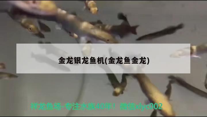 泰安市泰山區(qū)意品寵物店