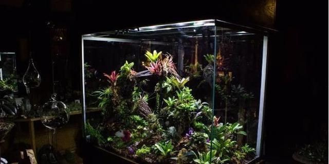 生態魚缸的養護秘籍生態魚缸與傳統魚缸的區別：生態魚缸與傳統魚缸的區別