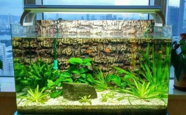 生態魚缸的養護秘籍生態魚缸與傳統魚缸的區別：生態魚缸與傳統魚缸的區別