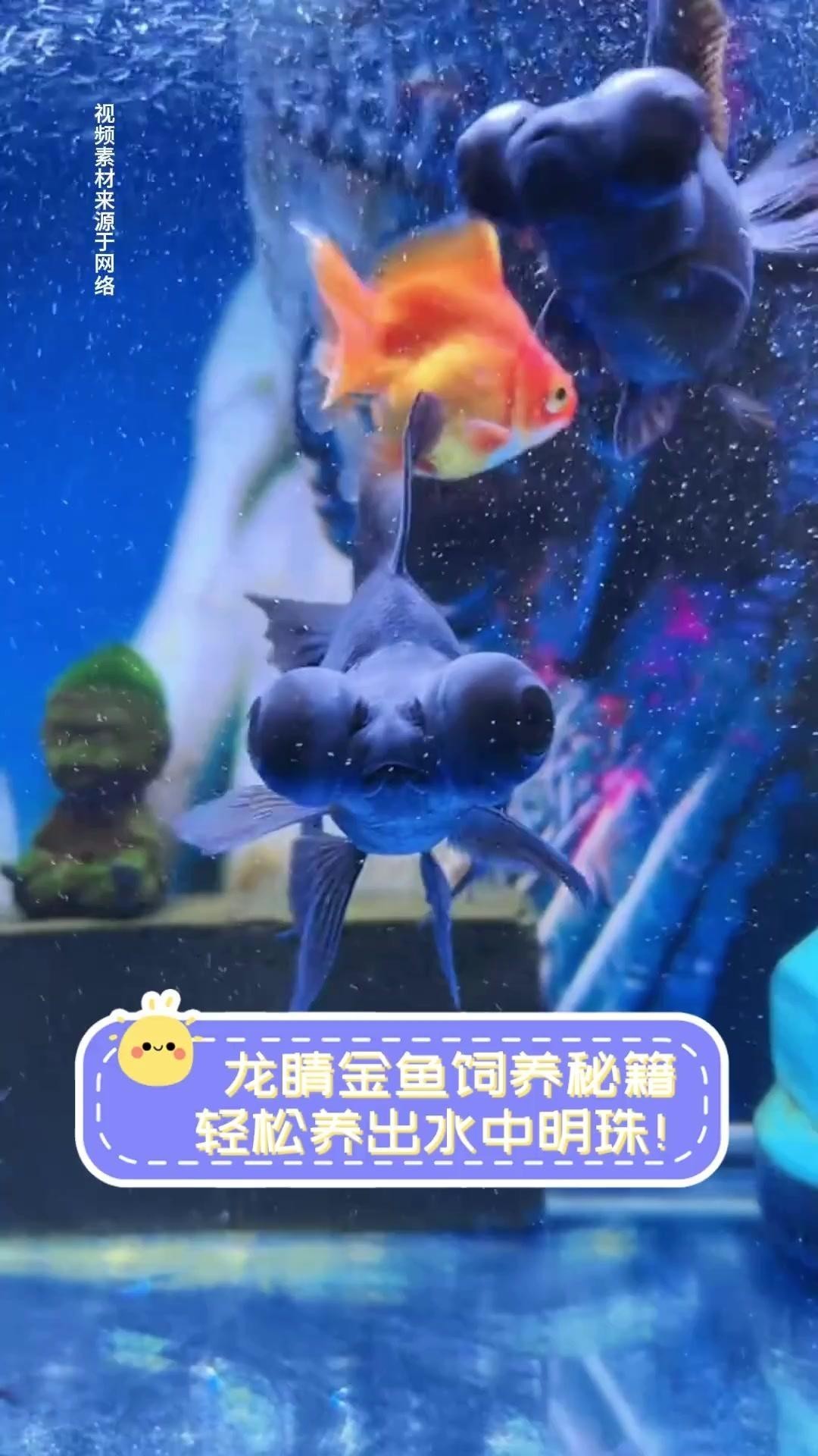 龍睛金魚需要多大的魚缸？