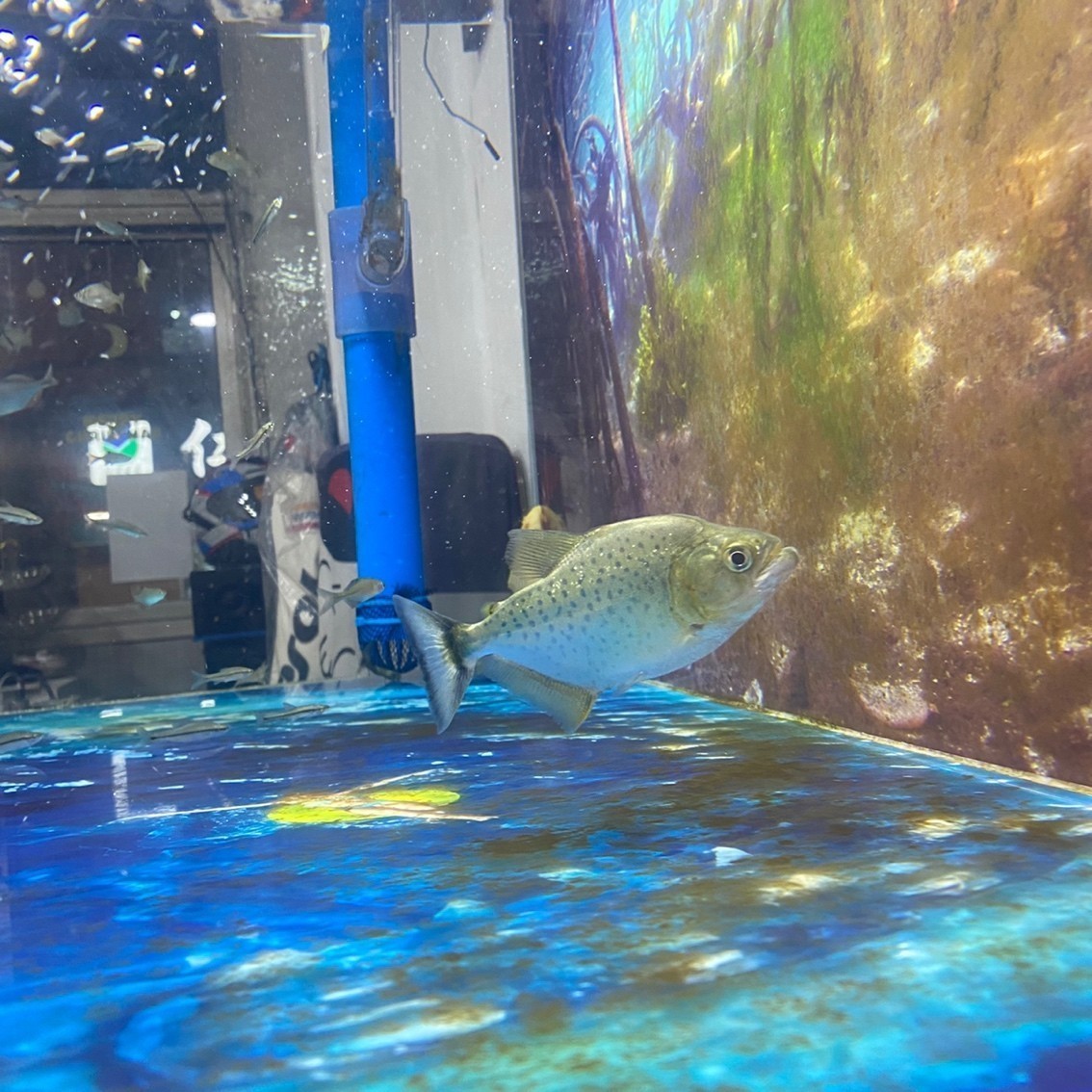 黑食水虎苗子