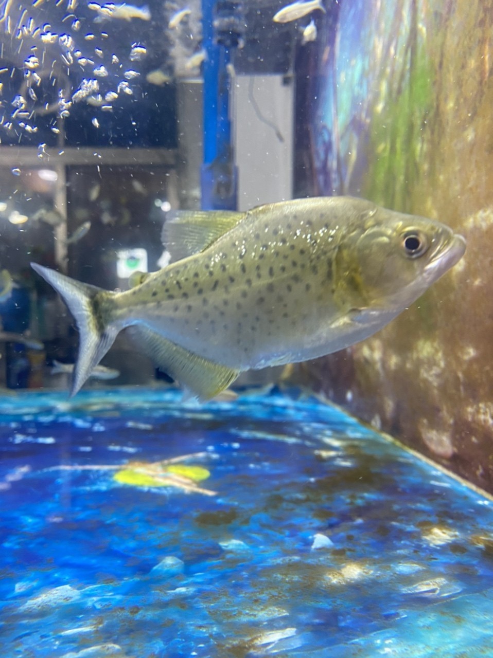 黑食水虎苗子