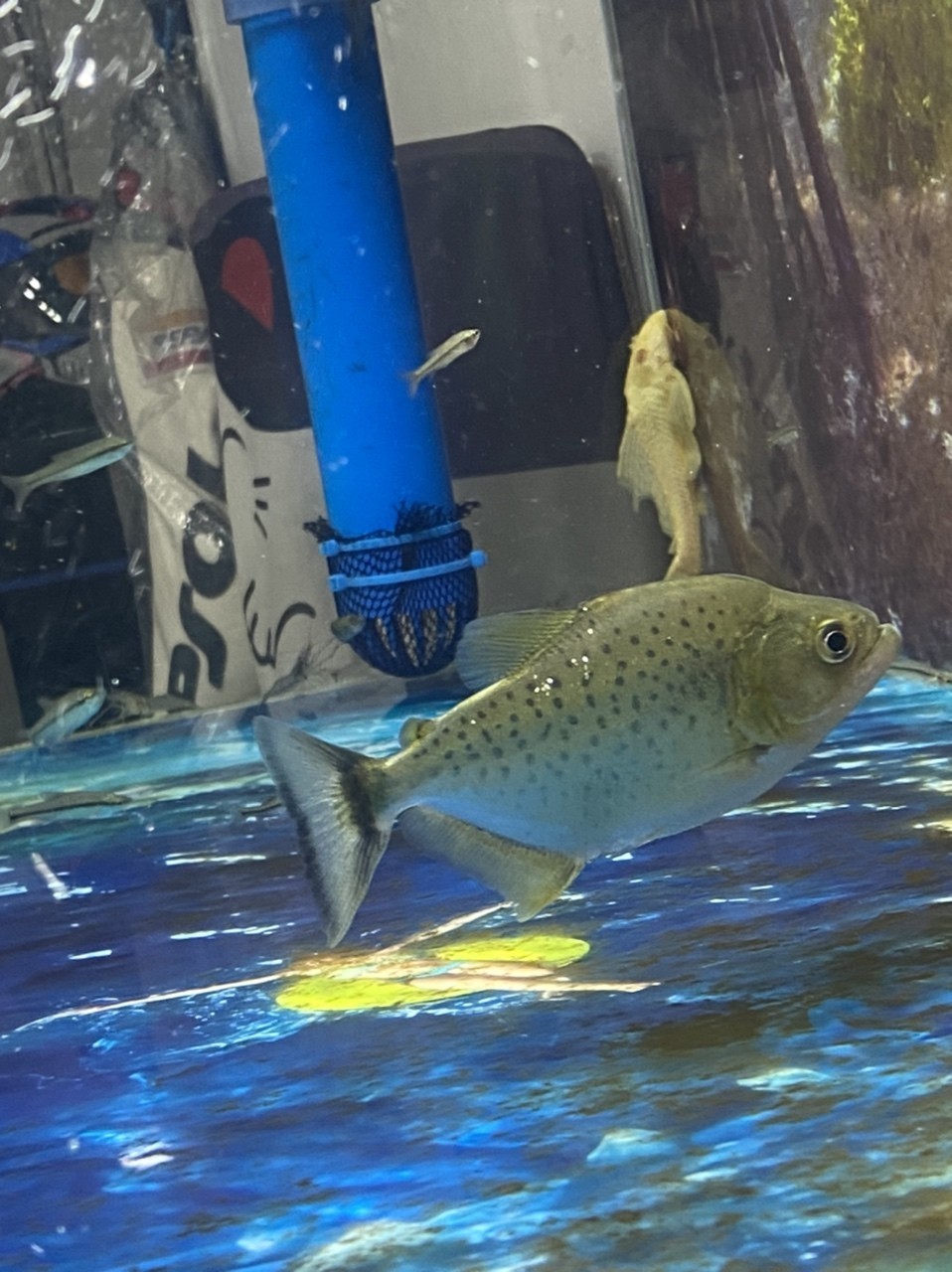 黑食水虎苗子