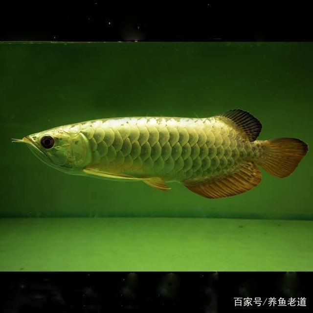 陽臺魚缸造景流水圖片高清（陽臺魚缸風水禁忌）（水族箱造景教程）