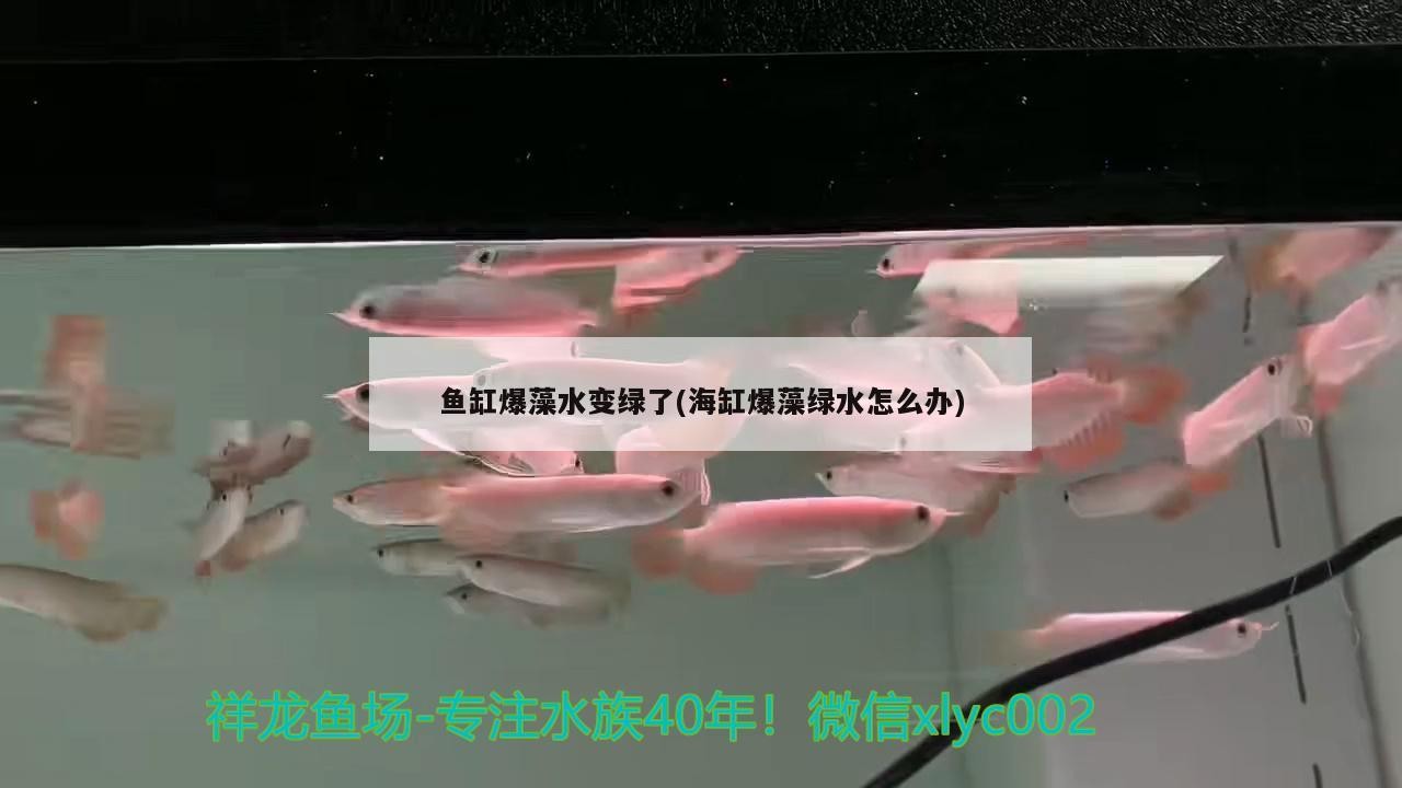 丹東市振興區金鵬觀賞魚養殖場（丹東市振興區金鵬觀賞魚養殖場地址）