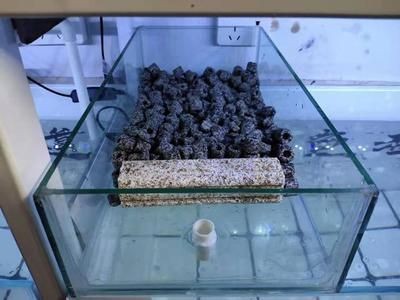 魚缸濾才怎么使用：如何判斷魚缸濾材的選擇