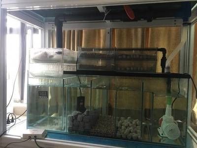 魚缸濾才怎么使用：如何判斷魚缸濾材的選擇