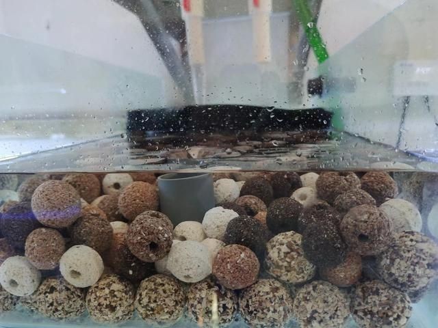 魚缸濾才怎么使用：如何判斷魚缸濾材的選擇