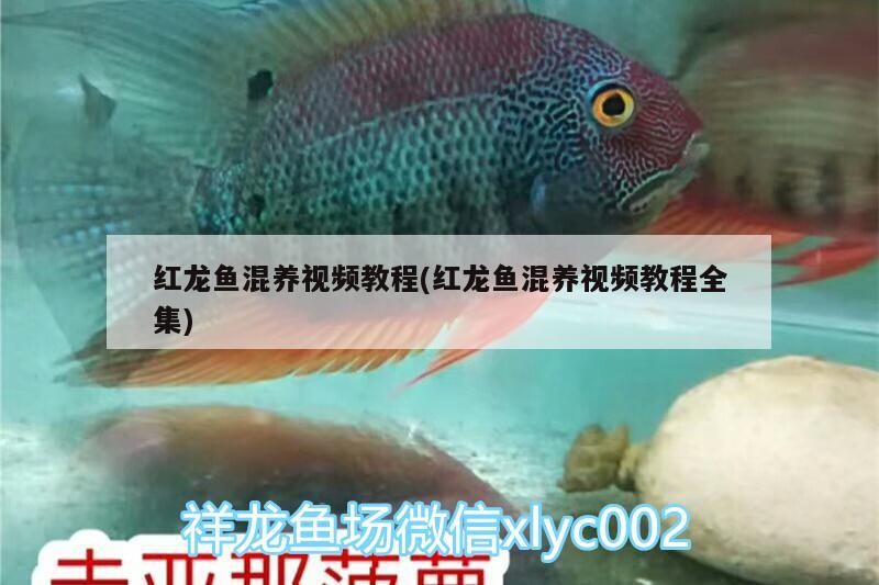 濱州經濟開發區金善鯉觀賞魚養殖專業合作社（濱州善酒莊是傳銷嗎）