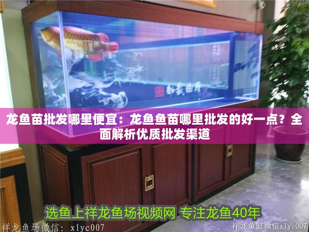 龍魚苗批發哪里便宜：龍魚魚苗哪里批發的好一點？全面解析優質批發渠道
