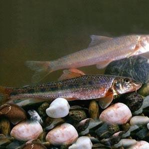十大細長魚圖片