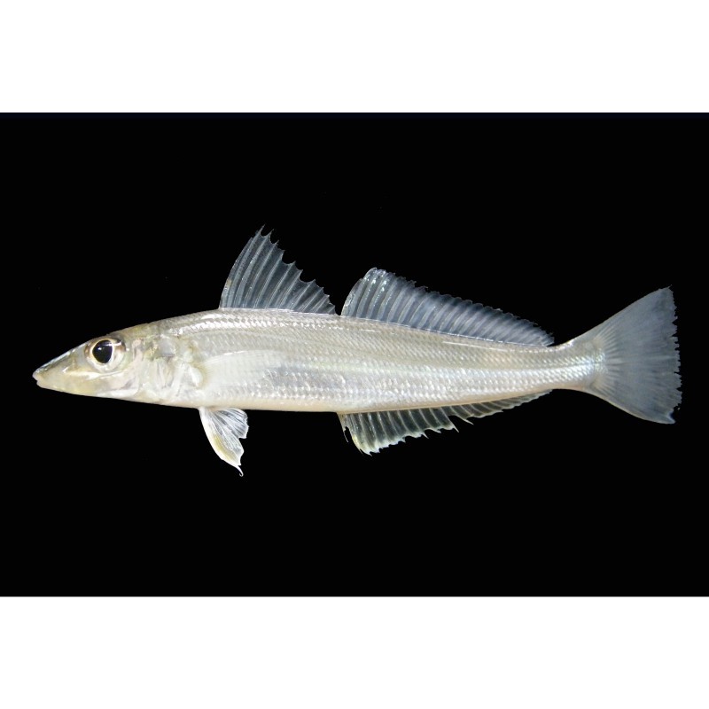 十大細長魚圖片