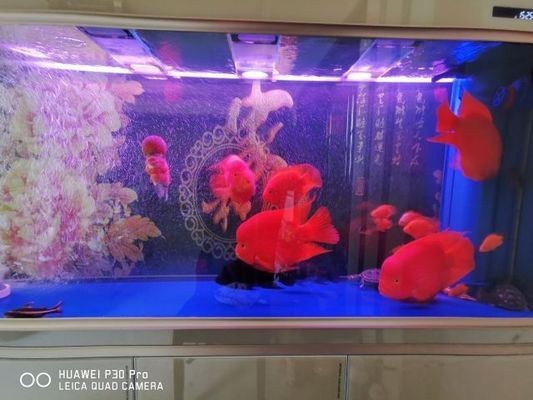 溫州市龍灣永興漁藝漁趣水族店（溫州市龍灣永興漁藝漁趣水族店地址）