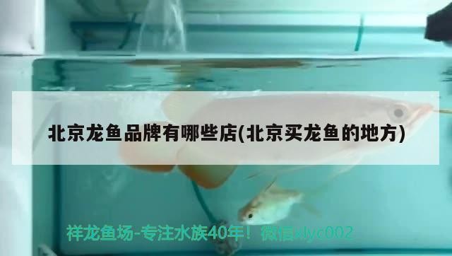 北京龍魚品牌有哪些店(北京買龍魚的地方)
