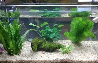 翡翠能否放魚缸里養？：翡翠可以放在魚缸里養魚嗎？