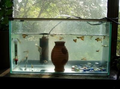翡翠能否放魚缸里養？：翡翠可以放在魚缸里養魚嗎？