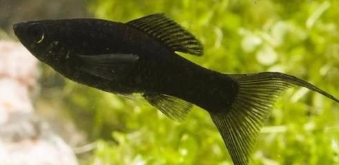 黑魚養殖黑魚需要注意的幾個方面信息提供了關于黑魚的基本指導：如何在家中養殖黑魚