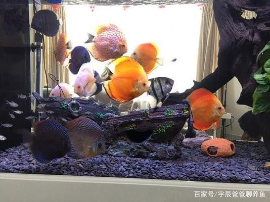 廈門市湖里區人與自然水族館