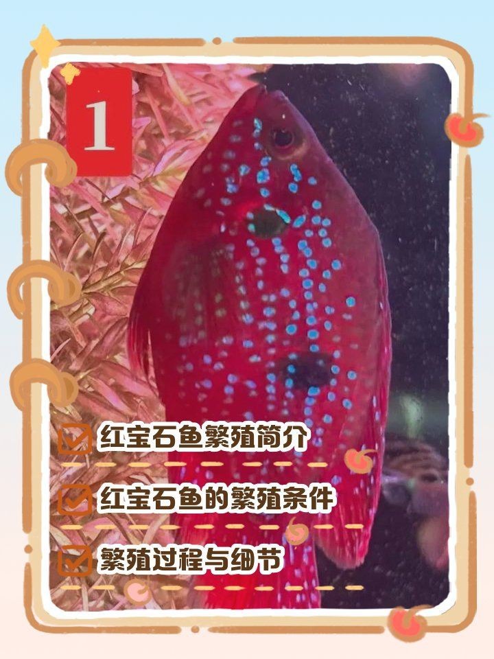 紅財神魚產(chǎn)卵的最佳方法
