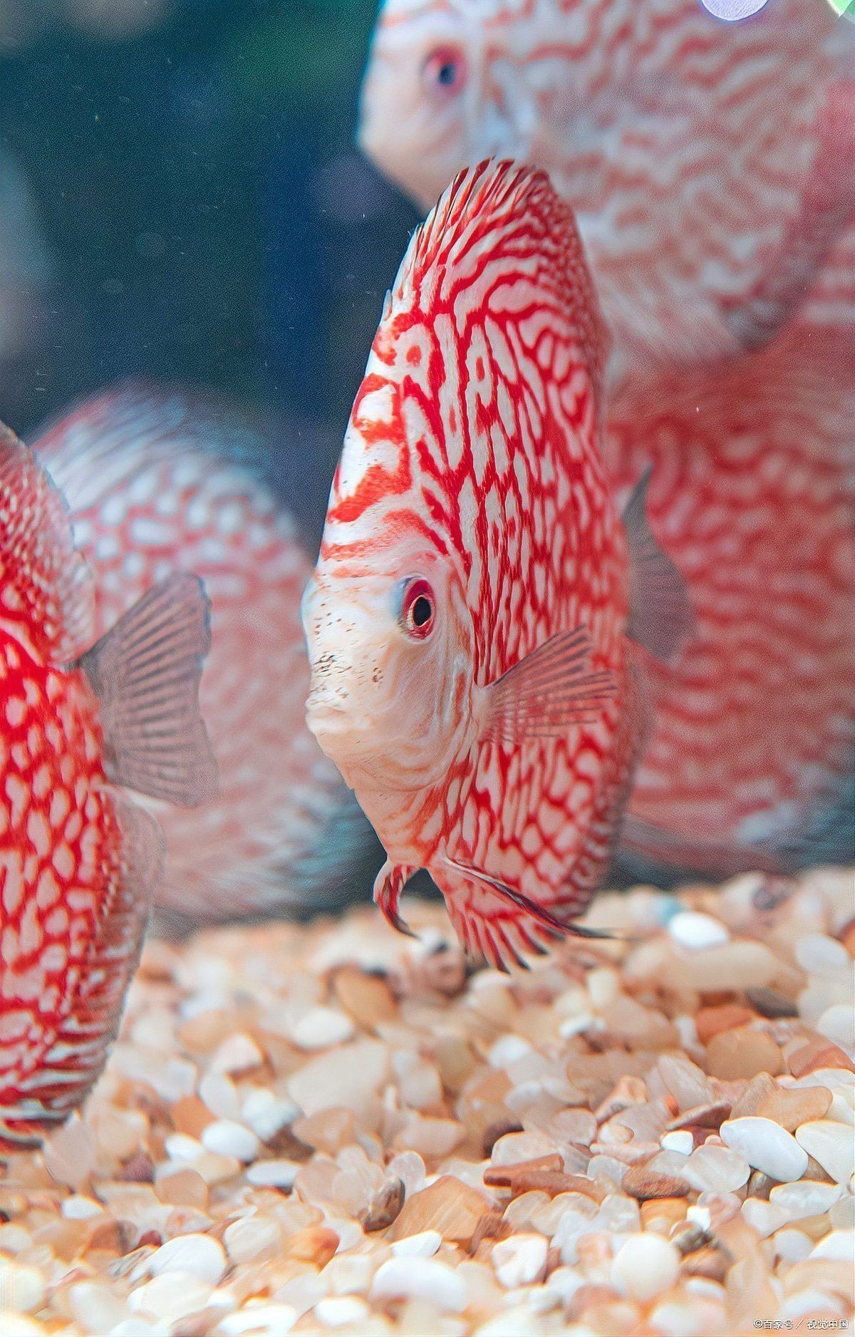 紅財神魚產(chǎn)卵的最佳方法