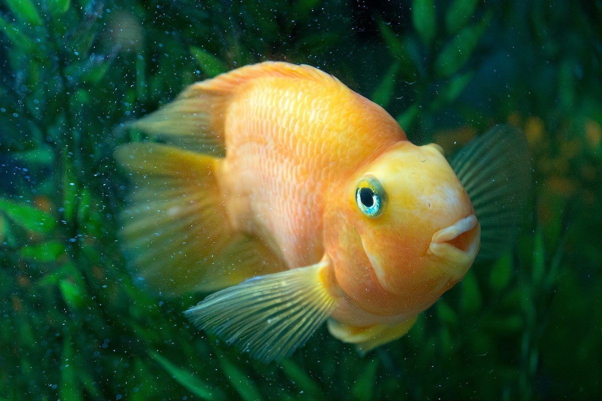紅財神魚產(chǎn)卵的最佳方法