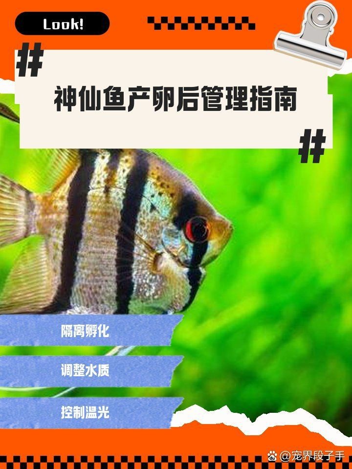 紅財神魚產(chǎn)卵的最佳方法