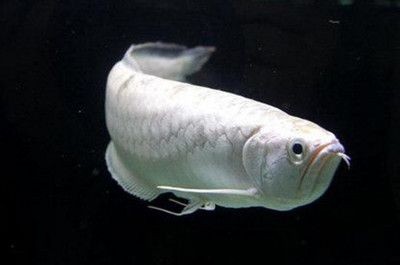 銀龍魚眼睛有白膜怎么辦（銀龍魚眼睛出現白膜怎么辦）