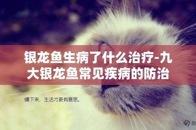 銀龍魚頭頂爛了怎么回事圖片（銀龍魚頭頂爛了可能由多種因素引起，可能是水質問題引起的）