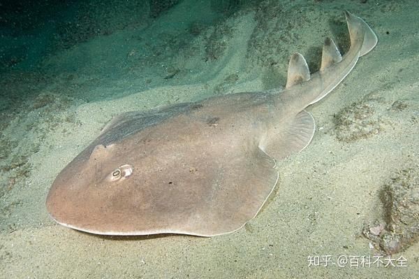 魟魚和鰩魚最簡單區(qū)分圖