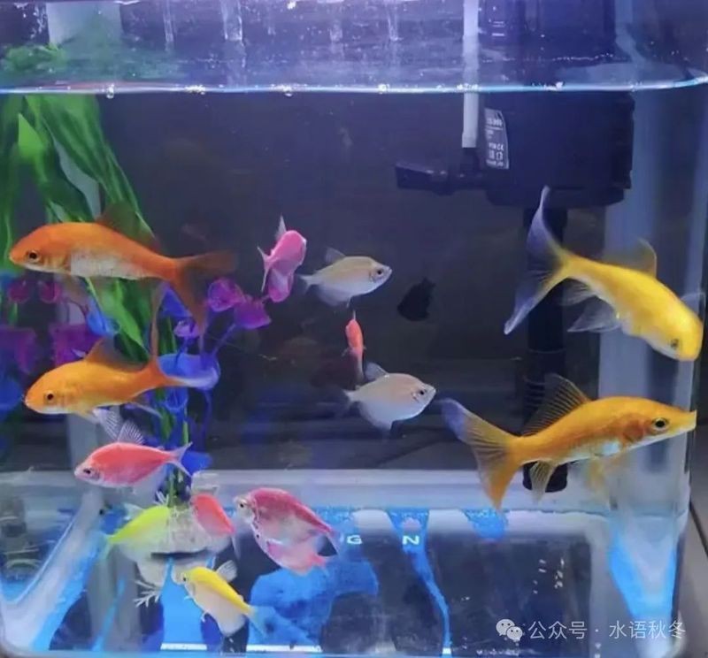 十大最萌的魚圖片