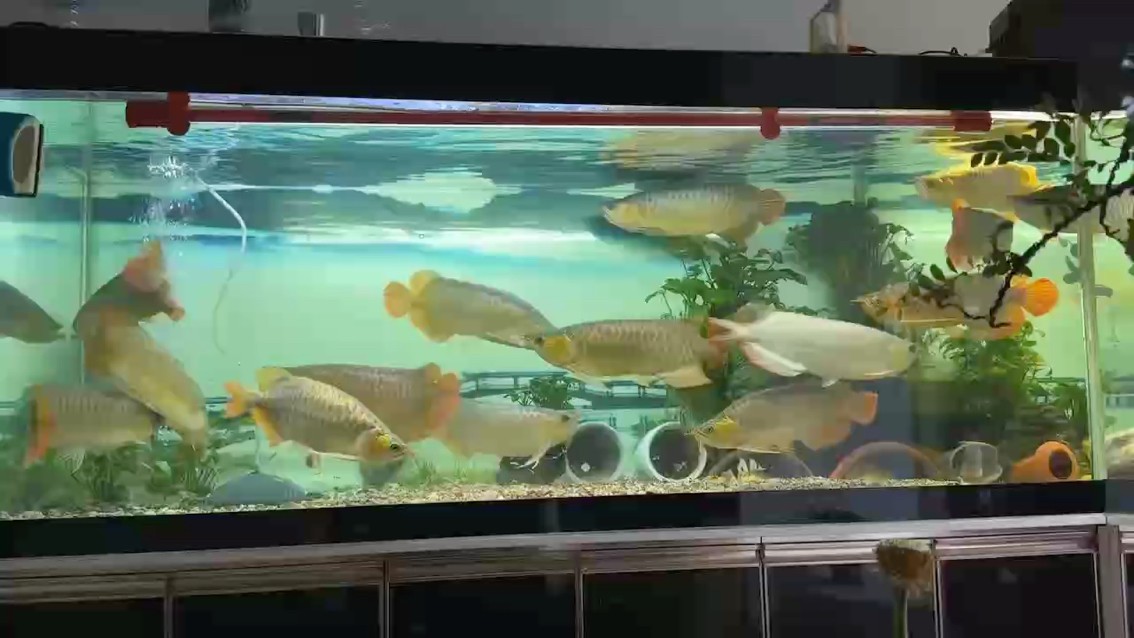看看你看看我，看看臺風（韋帕）看看魚。