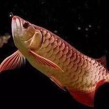 龍魚突然不吃食土霉素可以嗎為什么龍魚突然不吃土霉素：龍魚突然不吃食土霉素可以嗎
