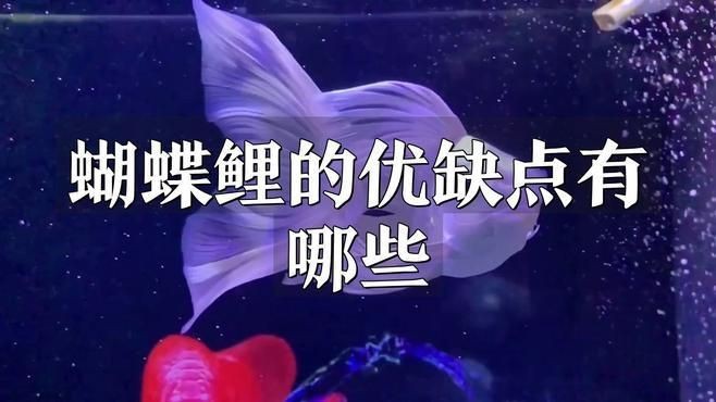 蝴蝶鯉好還是錦鯉好