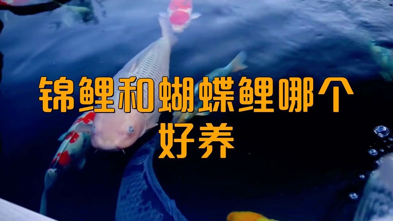 蝴蝶鯉好還是錦鯉好