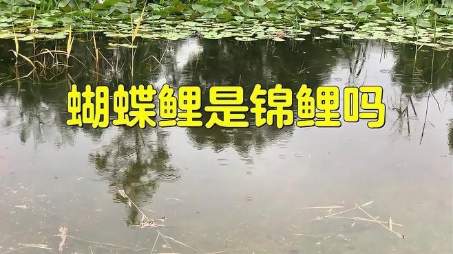 蝴蝶鯉好還是錦鯉好